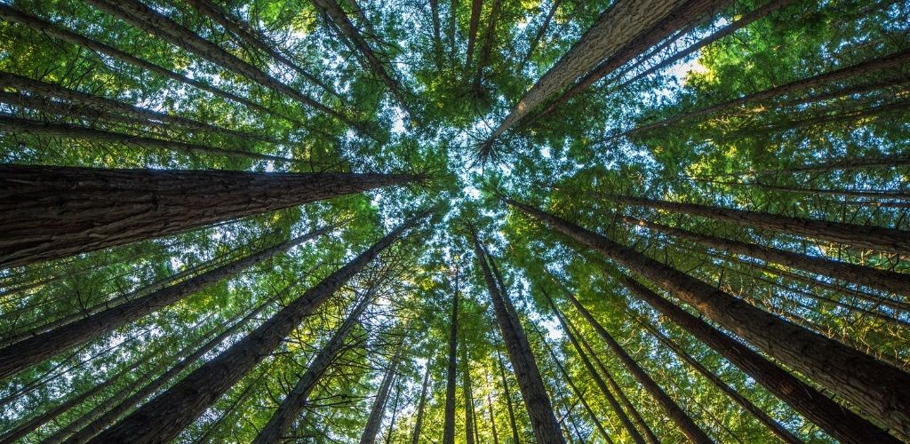 Success Case CEPA – Forest Friends Accelerator