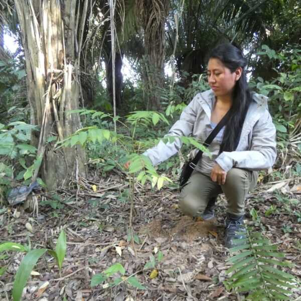 Plant Trees in Madre de Diós, Tambopata, Peru with Forest Friends and Green Initiative