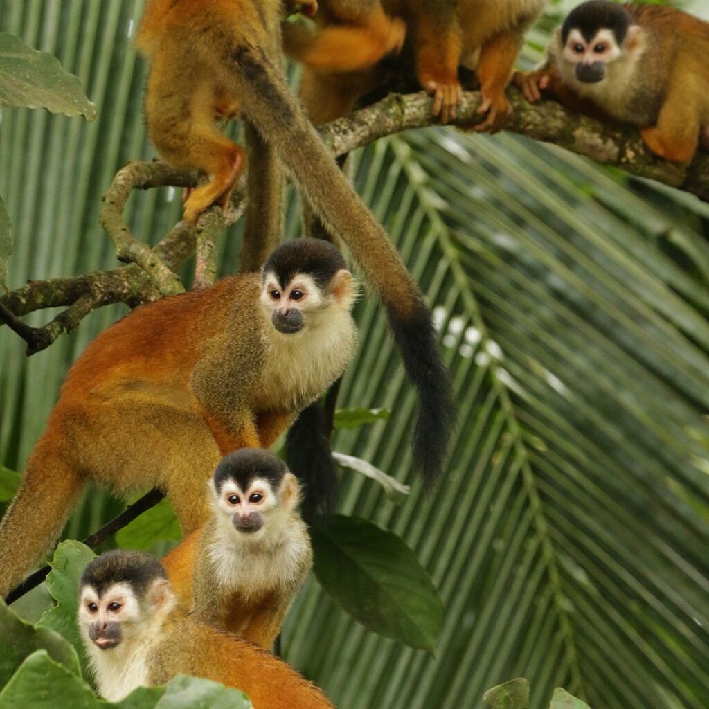 Plant Trees in Costa Rica, Peninsula de Osa with Forest Friends and Green Initiative