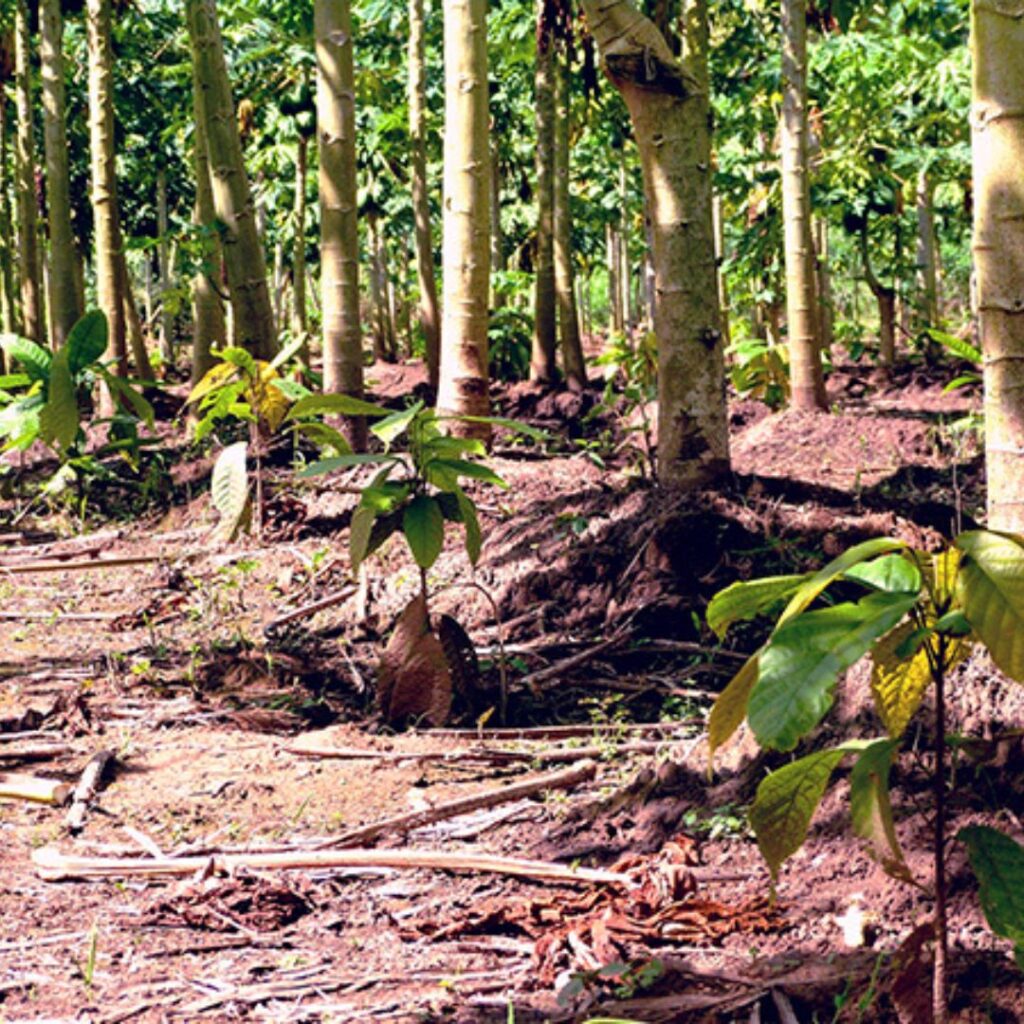 Plant Trees in Madre de Diós, Tambopata, Peru with Forest Friends and Green Initiative