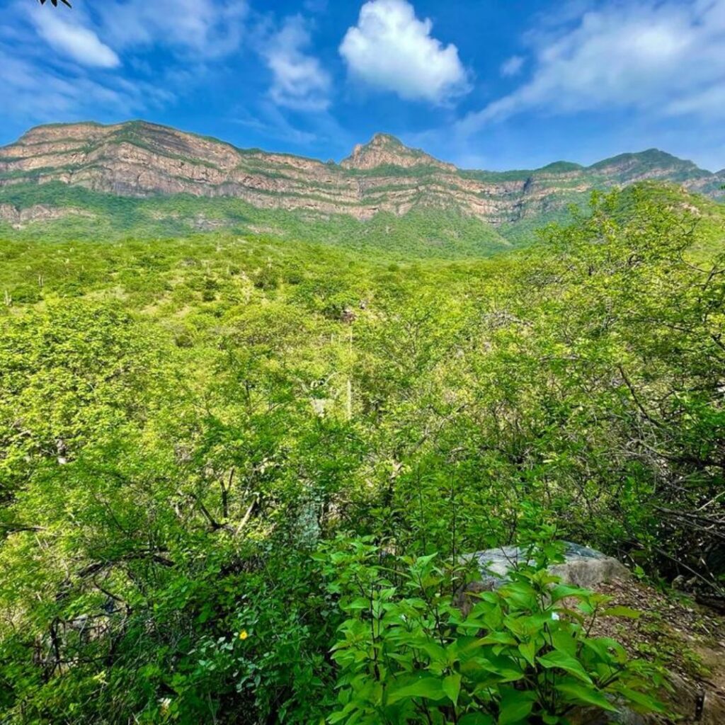 Plant a Tree for The Andean Bear in Chaparrí, Lambayeque, Peru - Green ...