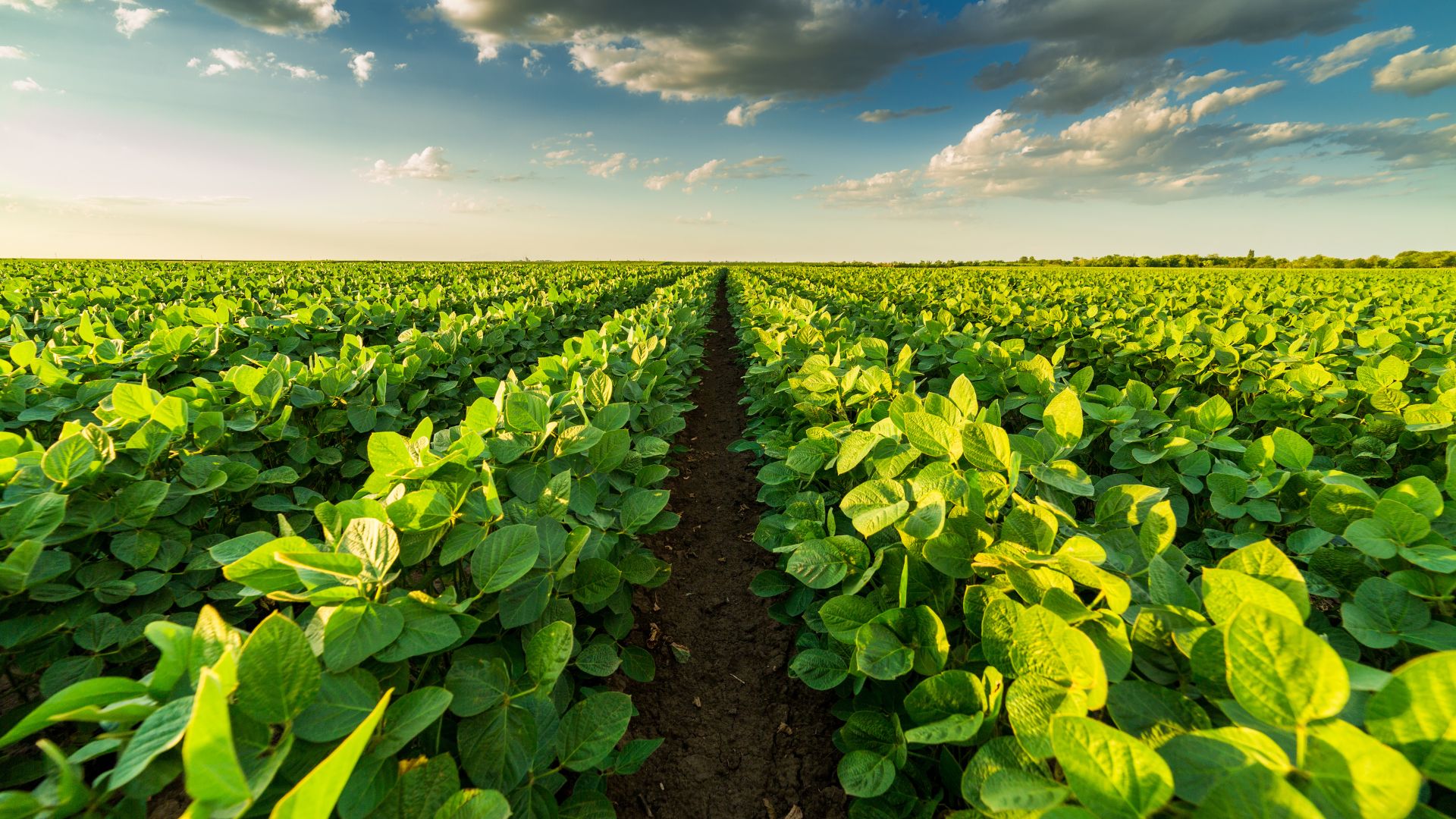 Paving the Way for Sustainable Agriculture: Five Key Strategies