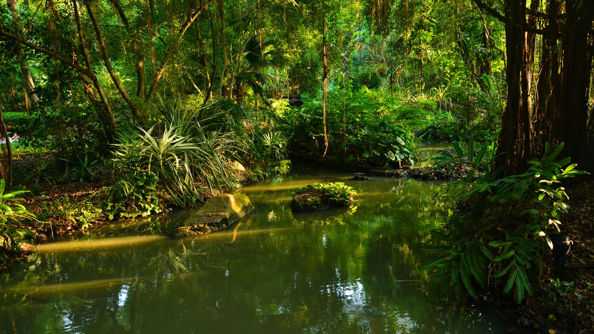 Evolving Horizons: Strengthening Voluntary Carbon Markets in the Era of REDD Reform