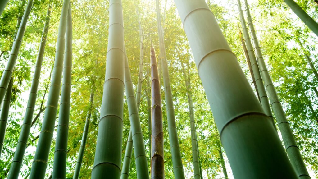 The Truth About Bamboo Clothing Is It Really Sustainable - Green Initiative