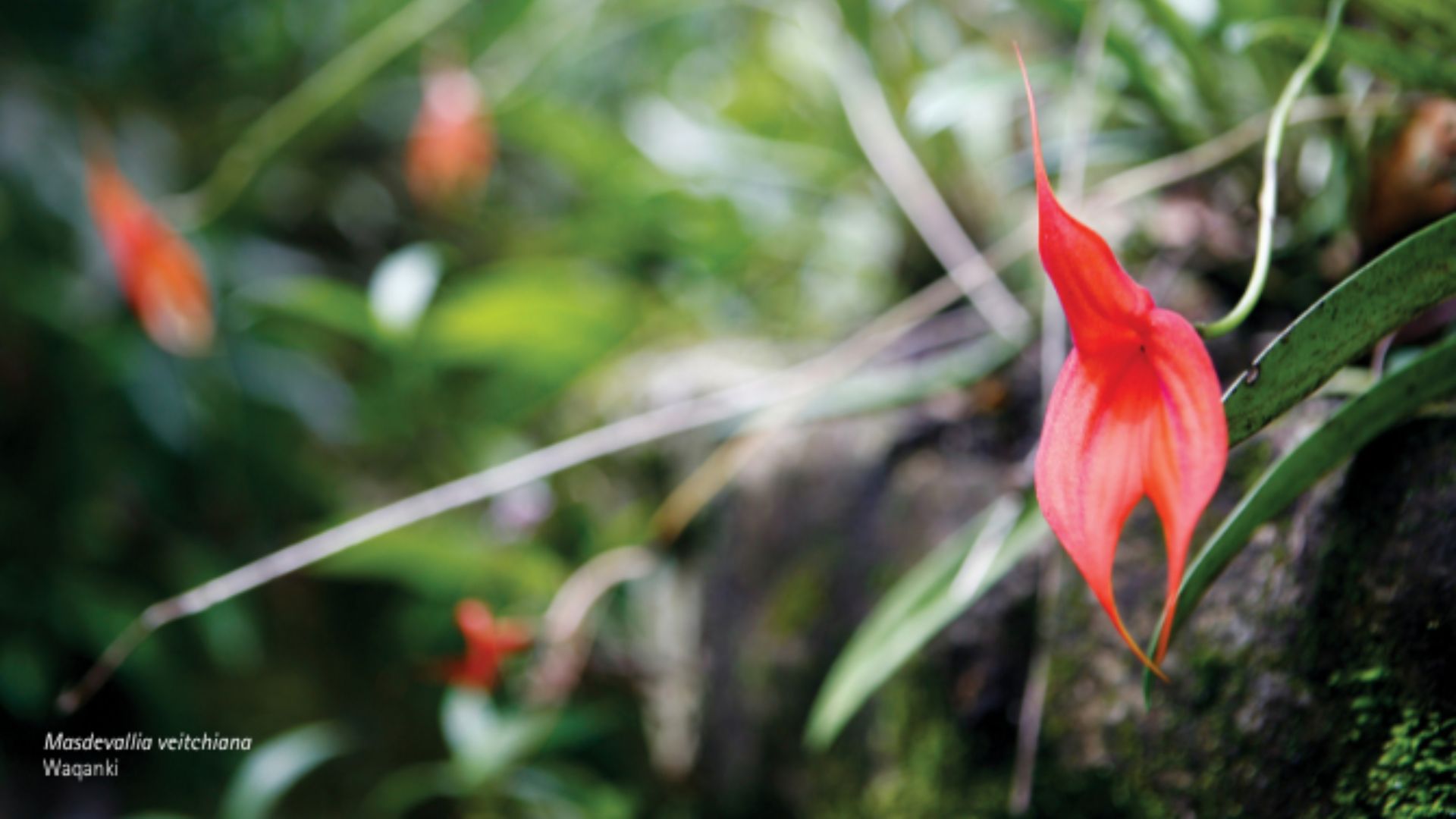 Exposición &quot;Orquídeas de Machu Picchu&quot; en Singapur