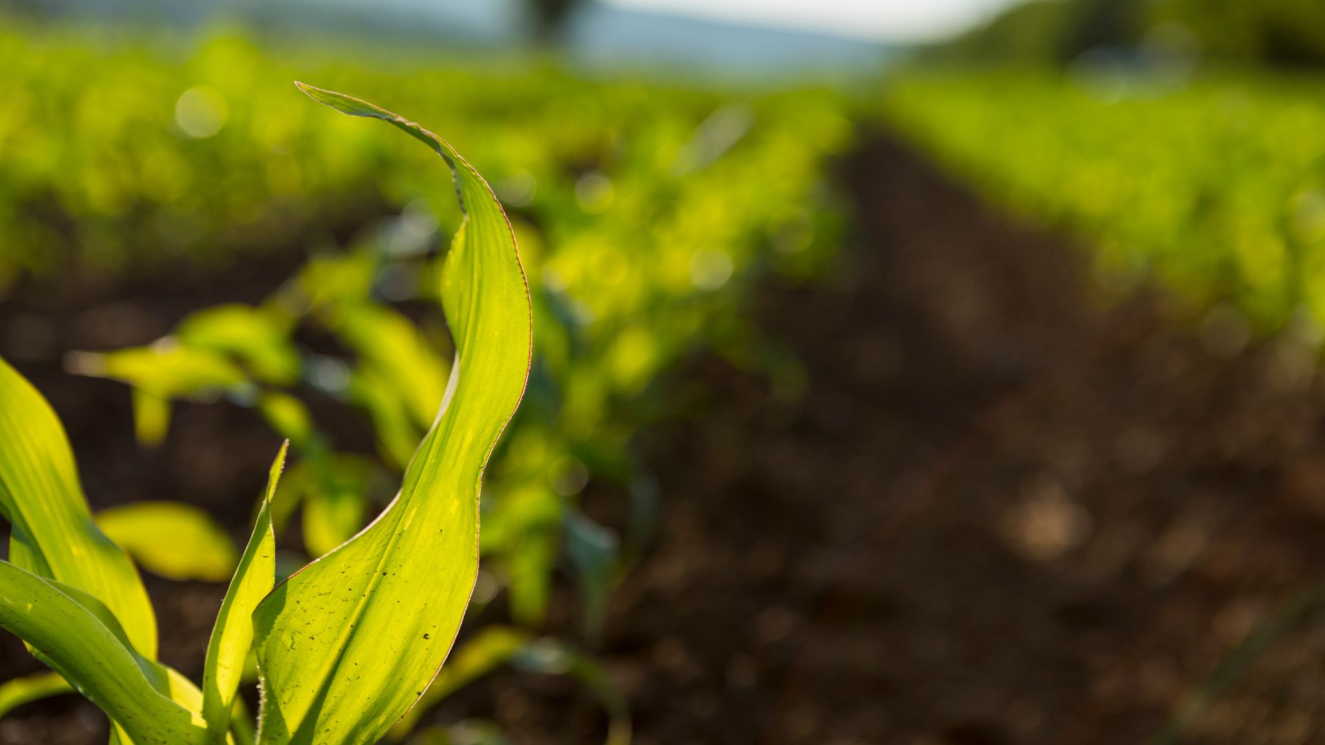 Climate and Competitiveness: Can SMEs Navigate the EUDR and Maintain Their Agro-Export Leadership?