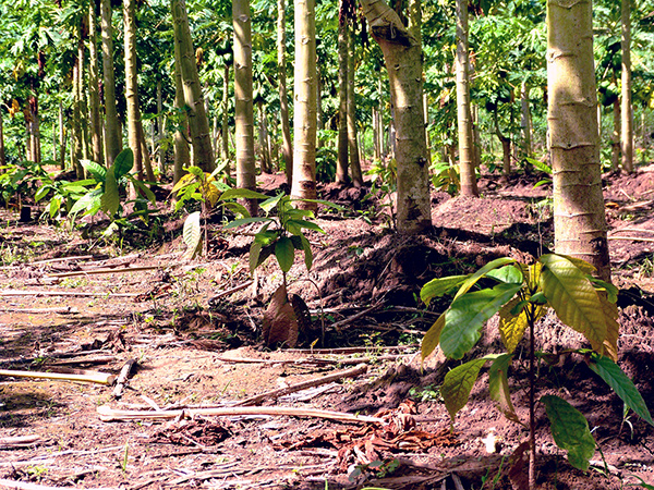 Financing the Regenerative Built Environment